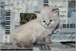 Female Siberian Kitten from Deedlebug Siberians